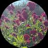 lisalincoln1977